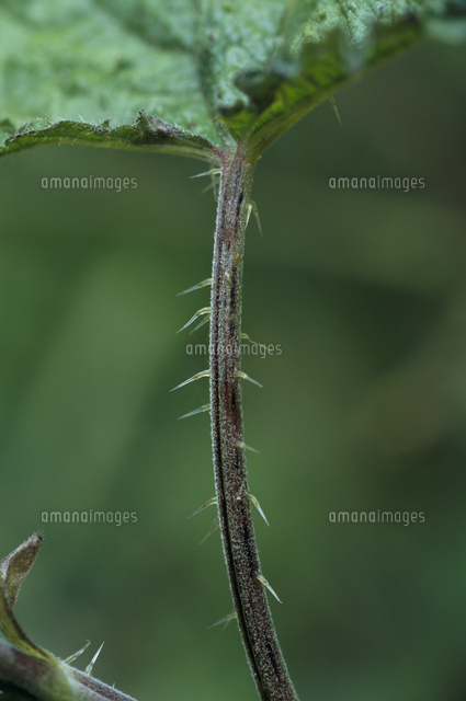 イラクサのトゲ の写真素材 イラスト素材 アマナイメージズ