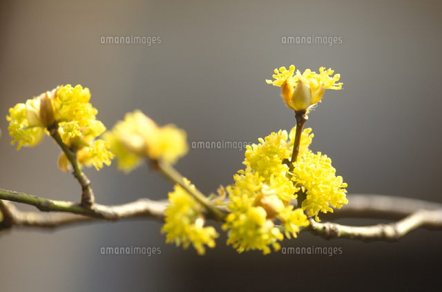 ダンコウバイの花[32171008922]の写真・イラスト素材｜アマナイメージズ