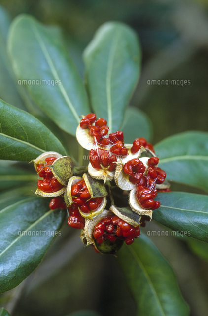 トベラ(実) ビオトープ観察日記vol.34 ～植物紹介「トベラ②」～ | みなとアクルス