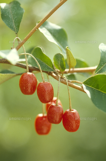 ナツグミの実[32171008971]の写真・イラスト素材｜アマナイメージズ