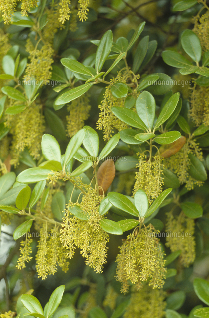 ウバメガシの雄花 の写真素材 イラスト素材 アマナイメージズ