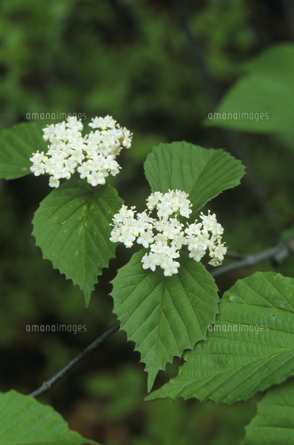 ミヤマガマズミの花[32171009114]の写真・イラスト素材｜アマナイメージズ