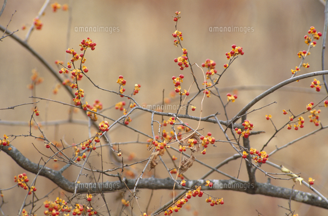 ツルウメモドキの実[32171009235]の写真・イラスト素材｜アマナイメージズ 