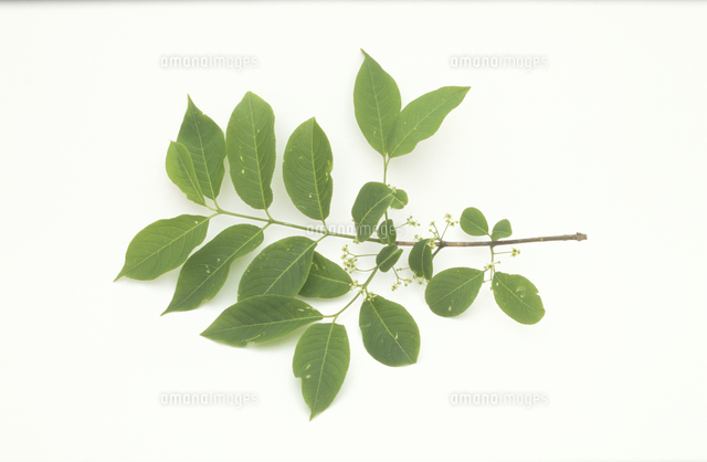 マユミの花と若葉 の写真素材 イラスト素材 アマナイメージズ