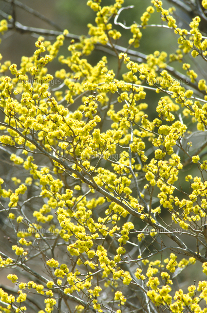 ダンコウバイの花[32171009367]の写真・イラスト素材｜アマナイメージズ