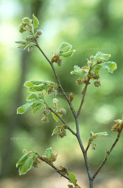 ブナの花 の写真素材 イラスト素材 アマナイメージズ