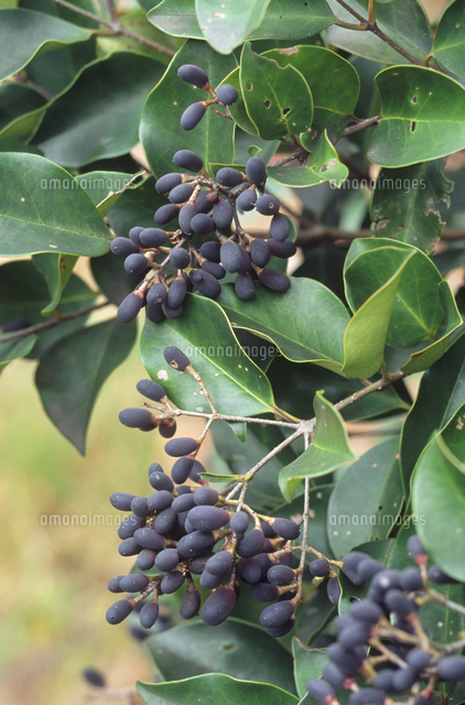 完熟フレッシュトウネズミモチの実　小枝付き 完熟フレッシュトウネズミモチの実 小枝付き トウネズミモチ