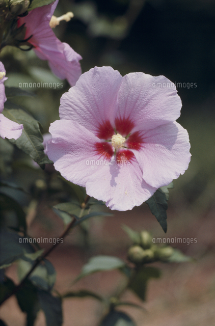ムクゲの花 の写真素材 イラスト素材 アマナイメージズ