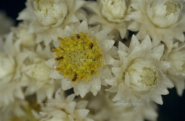 カワラハハコの花 の写真素材 イラスト素材 アマナイメージズ