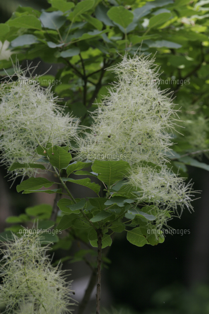 ハグマノキ[32171009833]の写真素材・イラスト素材｜アマナイメージズ
