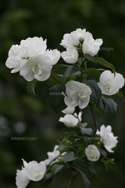 ヤエバイカウツギの花[32171009991]の写真素材・イラスト素材｜アマナ 