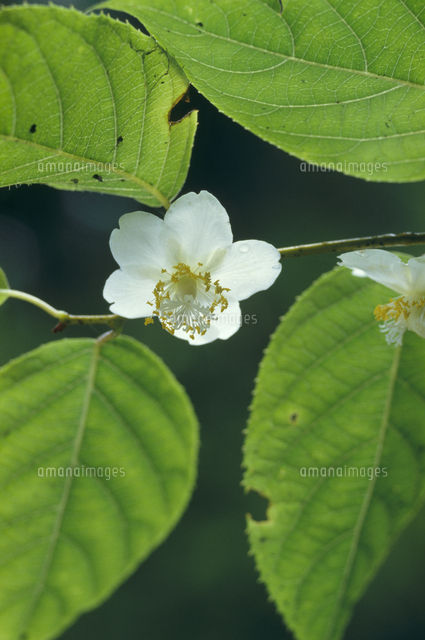 マタタビ 両性花 の花 の写真素材 イラスト素材 アマナイメージズ