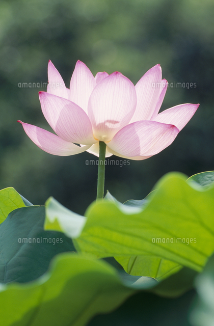 ハス 大賀ハスの花 夏 の写真素材 イラスト素材 アマナイメージズ