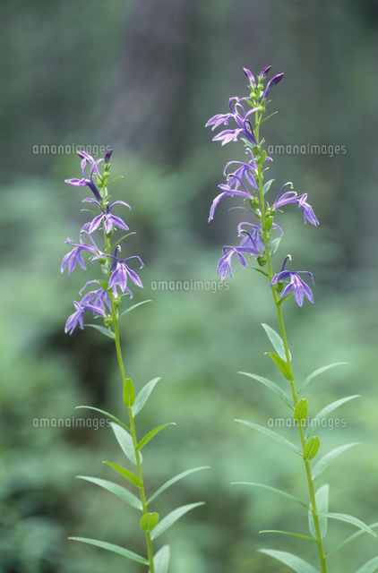 サワギキョウの花 夏 の写真素材 イラスト素材 アマナイメージズ