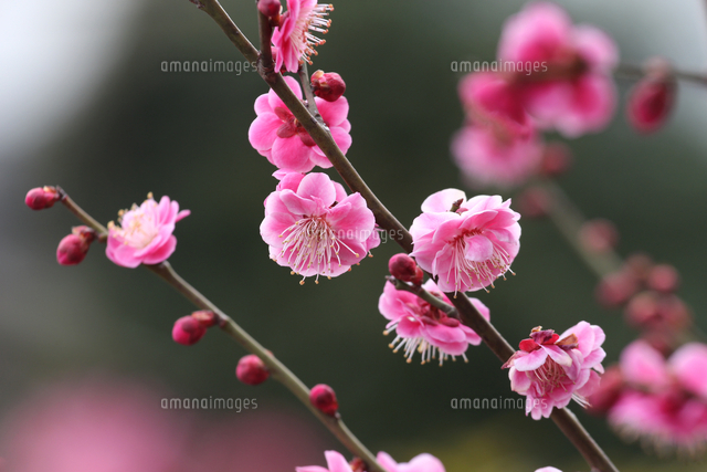 紅梅の花,八重咲き[32171010327]の写真・イラスト素材｜アマナイメージズ