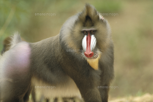 マンドリル の写真素材 イラスト素材 アマナイメージズ