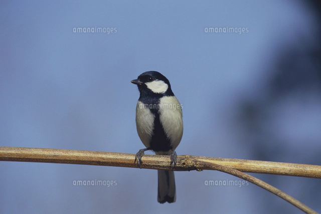 シジュウカラのプロポーズ シジュウカラのオス[32172000061]の写真・イラスト素材｜アマナイメージズ