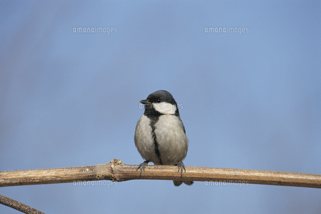 シジュウカラ　メス シジュウカラのメス[32172000063]の写真・イラスト素材｜アマナイメージズ