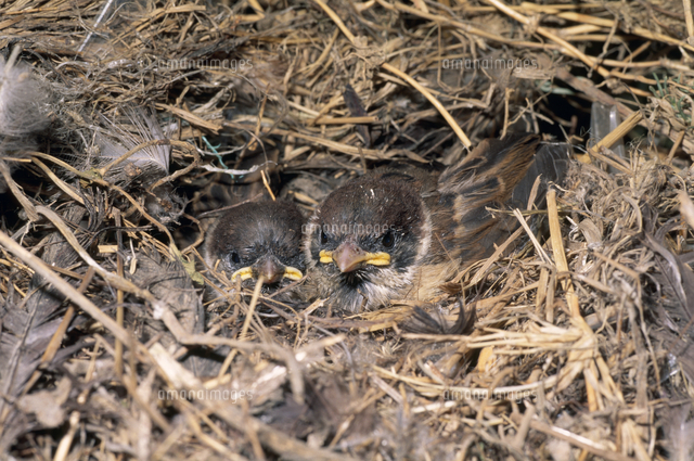 巣の中のスズメの雛 の写真素材 イラスト素材 アマナイメージズ