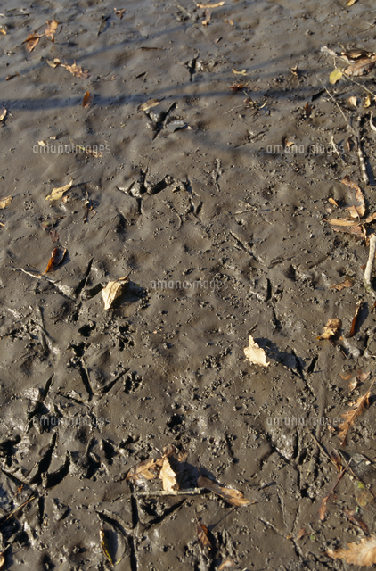 アオサギ 左 と コサギ 右 の足跡 の写真素材 イラスト素材 アマナイメージズ