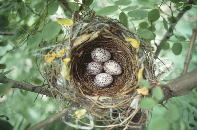 ヒヨドリの巣 ニセアカシア の写真素材 イラスト素材 アマナイメージズ ヒヨドリの巣 ニセアカシア の写真素材 イラスト素材 アマナイメージズ