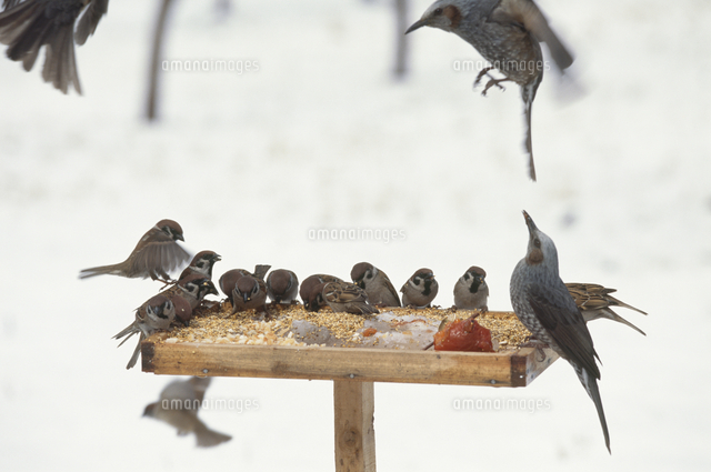 雪の日のエサ台 定点 16 ヒヨドリ スズメ の写真素材 イラスト素材 アマナイメージズ