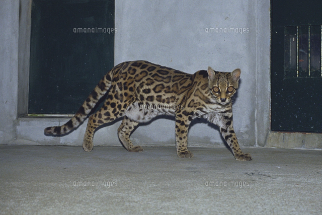 アマミノクロウサギ の写真素材 イラスト素材 アマナイメージズ