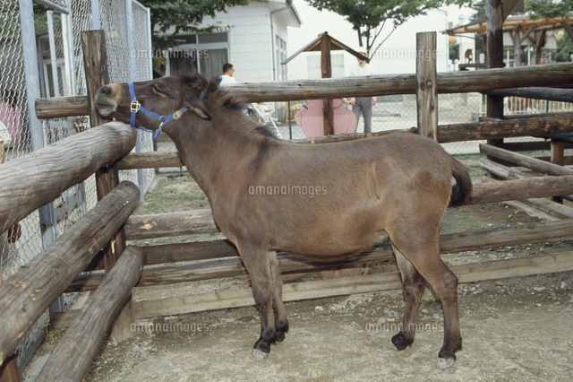 ラバ の写真素材 イラスト素材 アマナイメージズ
