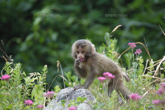 花を食べるニホンザルの赤ちゃん の写真素材 イラスト素材 アマナイメージズ