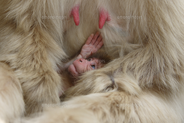 母親の乳首をさがすニホンザルの赤ちゃん の写真素材 イラスト素材 アマナイメージズ
