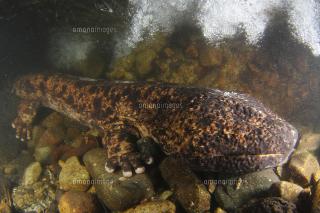 繁殖場所へ移動するオオサンショウウオ の写真素材 イラスト素材 アマナイメージズ