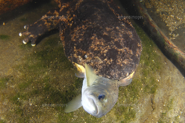 アマゴを捕まえたオオサンショウウオ の写真素材 イラスト素材 アマナイメージズ