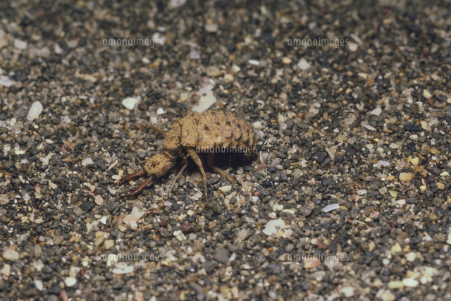 ウスバカゲロウ幼虫 アリジゴク の写真素材 イラスト素材 アマナイメージズ