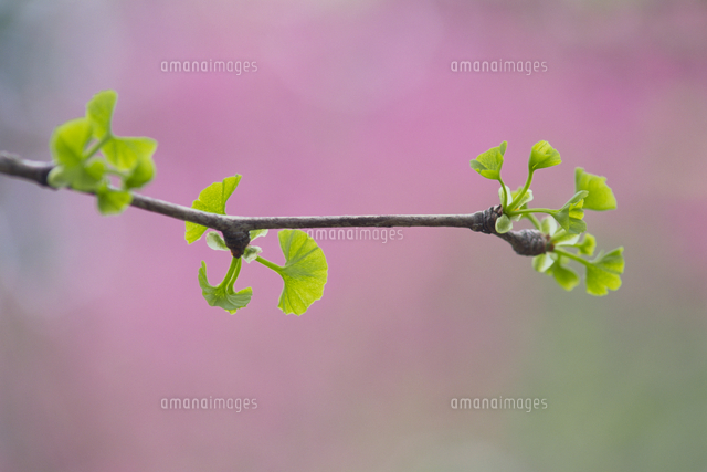 イチョウの若芽 の写真素材 イラスト素材 アマナイメージズ