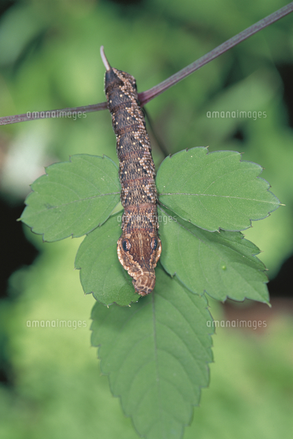 ヤブカラシの葉を食べるビロードスズメの幼虫 の写真素材 イラスト素材 アマナイメージズ
