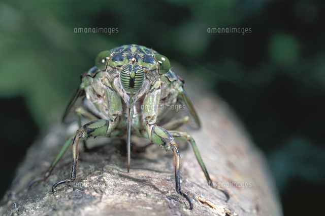 樹液を吸汁するミンミンゼミの正面顔 の写真素材 イラスト素材 アマナイメージズ