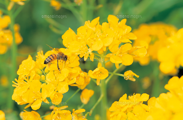 ミツバチ セイヨウミツバチ ナノハナ 菜の花 に訪花 の写真素材 イラスト素材 アマナイメージズ