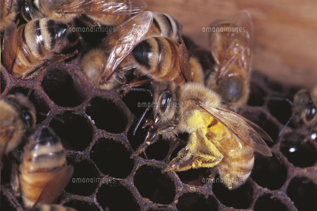 貯蔵室に花粉だんごを入れたミツバチ セイヨウミツバチ の写真素材 イラスト素材 アマナイメージズ