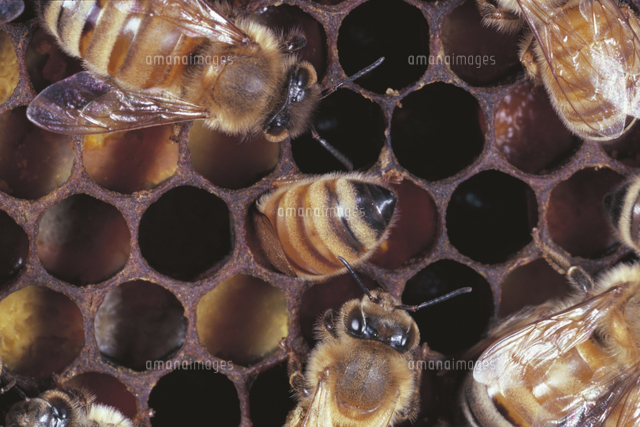 花粉だんごをかためるミツバチ セイヨウミツバチ の写真素材 イラスト素材 アマナイメージズ