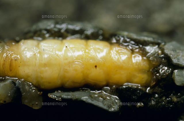 ニンギョウトビケラの幼虫に寄生するミズバチの1齢幼虫[32177000757]の