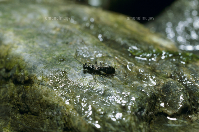 水から出て濡れた体を石にこすりつけているミズバチ の写真素材 イラスト素材 アマナイメージズ