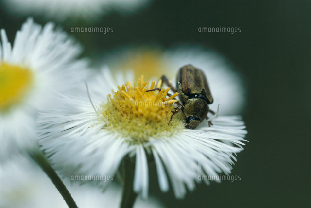 アシナガコガネ ハルジオンの花を食べる の写真素材 イラスト素材 アマナイメージズ