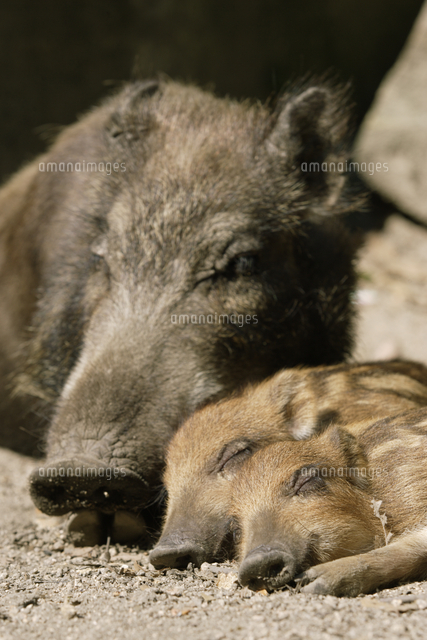 ニホンイノシシ 親子 寝る[32178000096]の写真・イラスト素材