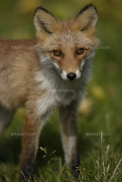 キタキツネ 正面 ポートレート の写真素材 イラスト素材 アマナイメージズ