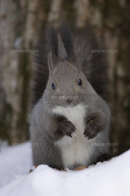 雪上のエゾリス 冬毛 の写真素材 イラスト素材 アマナイメージズ