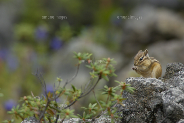 エゾシマリス 食べる リンドウの花バック の写真素材 イラスト素材 アマナイメージズ