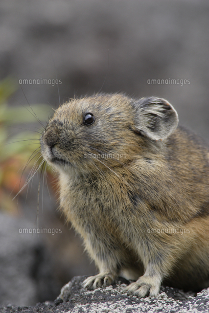 エゾナキウサギ アップ 座る の写真素材 イラスト素材 アマナイメージズ