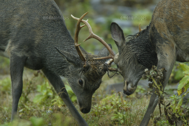 ニホンジカ 一対の角 各51センチ(2本まとめて) ニホンジカ 一対の角 各
