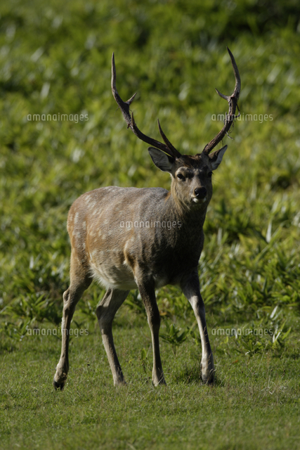 ニホンジカ（エゾシカ） オス 全身[32178000933]の写真・イラスト素材