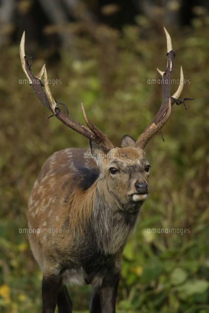 ニホンジカ（エゾシカ） オス アップ 正面[32178000948]の写真